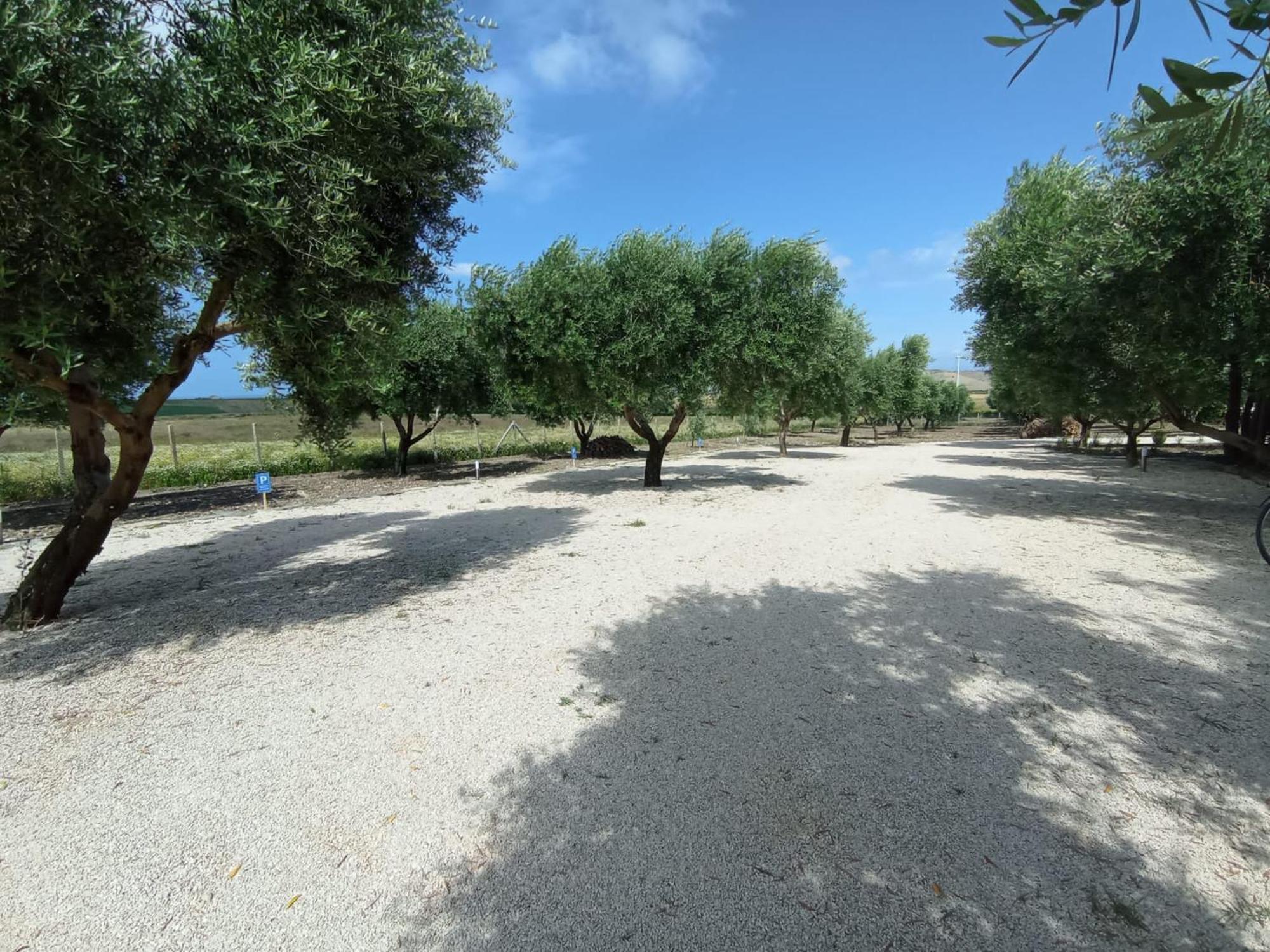 Tenuta Viale Degli Ulivi San Martino in Pensilis Bagian luar foto